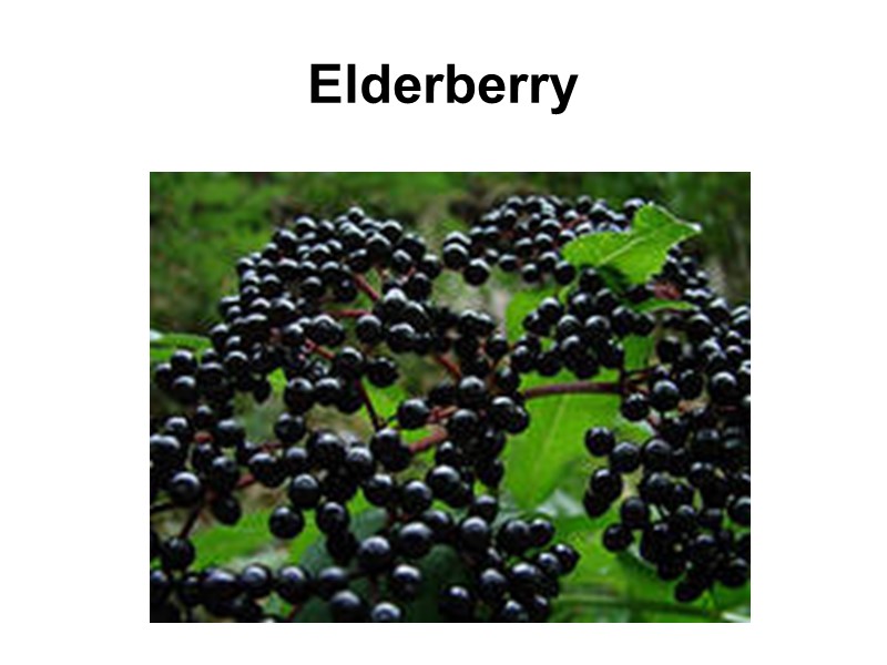 Elderberry